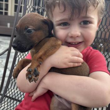 Foxhound Dogs Available for Adoption - Zephry | PetCurious