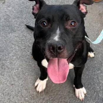 Hobbes -  Mixed Breed and Terrier Dog for Adoption in Ballston Spa, New York - Hobbes | PetCurious