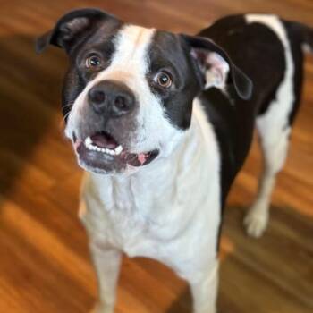 Rescue Pit Bull Terrier Dogs for Adoption in Springfield, Missouri - 1696 Sir Brutus | PetCurious