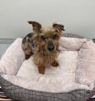 Rescue Yorkshire Terrier and Terrier Dogs for Adoption in Annapolis, Maryland - Buddy | PetCurious