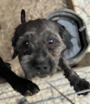 Schnauzer and Maltese Dogs Available for Adoption in Brownstown, Indiana - Raisin | PetCurious