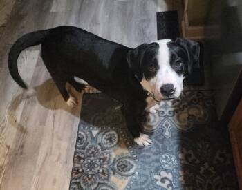 Ralph -  Mixed Breed Dog for Adoption in Avondale, Pennsylvania - Ralph | PetCurious