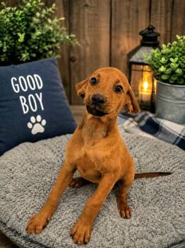 Coonhound and Mixed Breed Dogs Available for Adoption in St. Augustine, Florida - Trigger | PetCurious