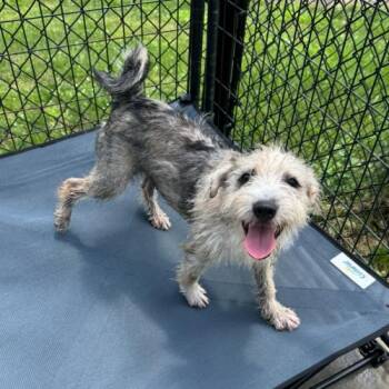 Bud -  Terrier and Mixed Breed Dog for Adoption in Hamden, Connecticut - Bud | PetCurious