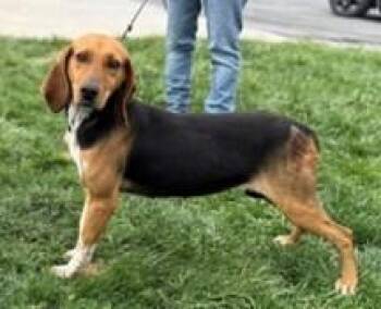 Hound Dogs Available for Adoption in Washington, District Of Columbia - Buttercup | PetCurious