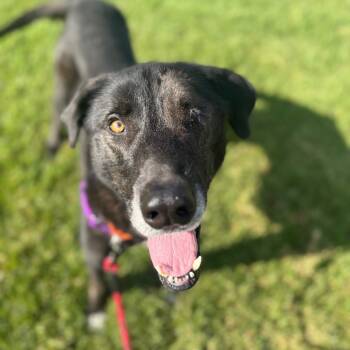 Rescue Black Labrador Retriever Dogs for Adoption in Goleta, California - Joaquin | PetCurious