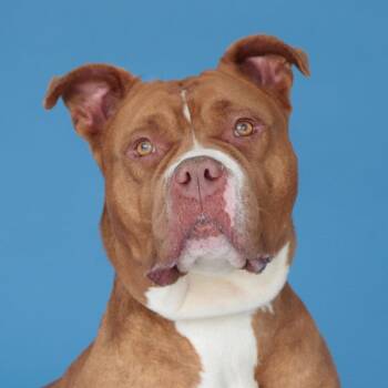 Pit Bull Terrier Dogs Available for Adoption in Pasadena, California - LADY | PetCurious
