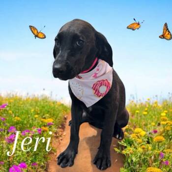 Rescue Labrador Retriever and German Wirehaired Pointer Dogs for Adoption in Horn Lake, Mississippi - Jeri - Stray J Litter Of 9 | PetCurious