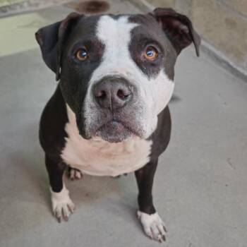 Mixed Breed Dogs Available for Adoption in Clearwater, Florida - Joey | PetCurious