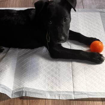 Dak -  Mixed Breed Dog for Adoption in Madison, Wisconsin - Dak | PetCurious