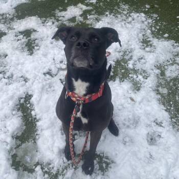 Mixed Breed Dogs Available for Adoption - Love | PetCurious