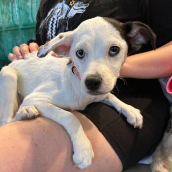 Mixed Breed Dogs Available for Adoption - Perdita | PetCurious