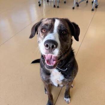 Labrador Retriever and Mixed Breed Dogs Available for Adoption in Roanoke, Virginia - Mochi | PetCurious