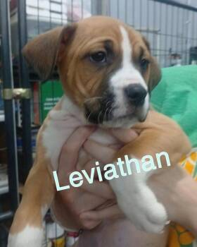 Leviathan -  Mixed Breed Dog for Adoption in Evansville, Indiana - Leviathan | PetCurious
