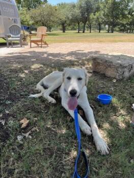 Jasper -  Mixed Breed and Great Pyrenees Dog for Adoption in Austin, Texas - Jasper | PetCurious