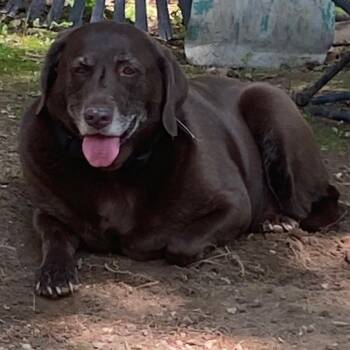 Bailey -  Chocolate Labrador Retriever and Labrador Retriever Dog for Adoption in Farmington, Connecticut - Bailey | PetCurious