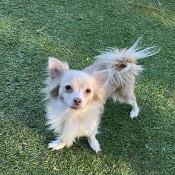 Chihuahua and Pomeranian Dogs Available for Adoption - Skye | PetCurious