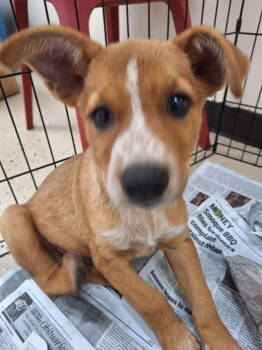 Rescue Australian Cattle Dog Blue Heeler Dogs for Adoption in Mundelein, Illinois - New Mexico | PetCurious