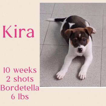 Jack Russell Terrier and Terrier Dogs Available for Adoption in Virginia Beach, Virginia - Kira | PetCurious