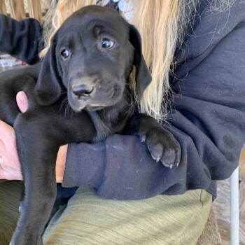 Rescue Labrador Retriever Dogs for Adoption in Hohenwald, Tennessee - Mable | PetCurious