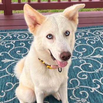 DUKE (Handsome, Sweet, Loving, Good With People/Kids, Affectiona -  Husky Dog for Adoption in Houston, Texas - DUKE (Handsome, Sweet, Loving, Good With People/Kids, Affectiona | PetCurious