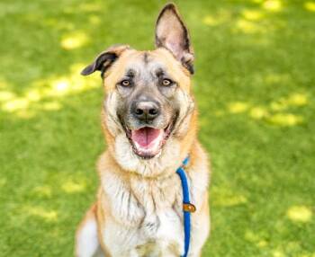 German Shepherd Dog Dogs Available for Adoption in San Jose, California - LULU | PetCurious