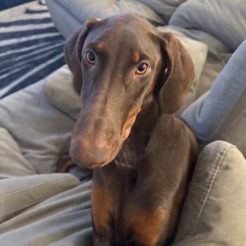 Kira 3616 -  Doberman Pinscher Dog for Adoption in Oakland Park, Florida - Kira 3616 | PetCurious