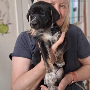 Dutch Shepherd Dogs Available for Adoption - Sloan | PetCurious