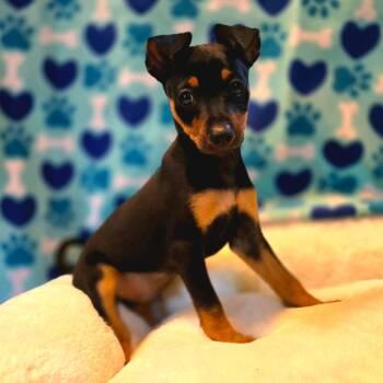 Chandler -  Chiweenie and Dachshund Dog for Adoption in Hayward, California - Chandler | PetCurious