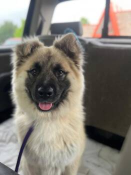 26-024 Beau -  Keeshond and Australian Shepherd Dog for Adoption in Richardson, Texas - 26-024 Beau | PetCurious