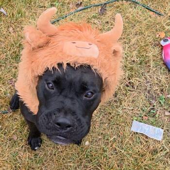 Rescue Pit Bull Terrier Dogs for Adoption in Reisterstown, Maryland - Pepper (Gondola) | PetCurious