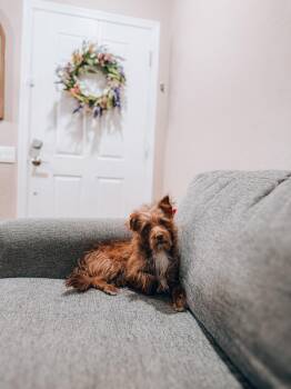 Fudge -  Cairn Terrier Dog for Adoption in Goodyear, Arizona - Fudge | PetCurious
