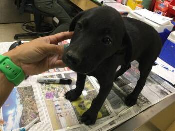 Labrador Retriever and German Shepherd Dog Dogs Available for Adoption - PLUM | PetCurious