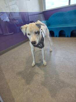 Zuko -  Mixed Breed Dog Available for Adoption in Bossier City, Louisiana - Zuko | PetCurious