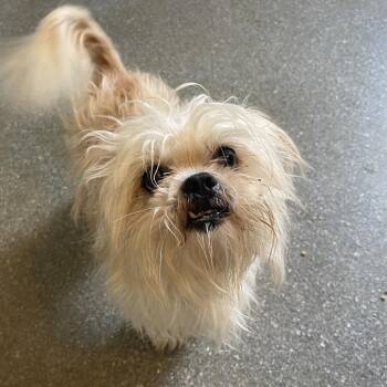 Scooter -  Shih Tzu and Pekingese Dog for Adoption in Metamora, Michigan - Scooter | PetCurious
