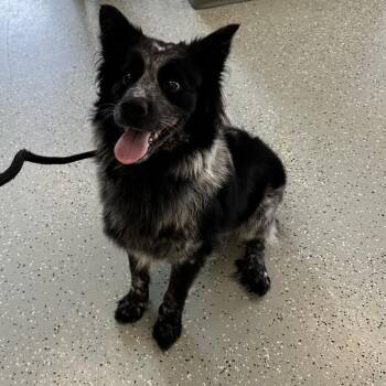Pepper -  Australian Shepherd Dog for Adoption in Galax, Virginia - Pepper | PetCurious