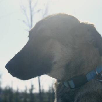 Shepherd and Mixed Breed Dogs Available for Adoption - Mirna | PetCurious