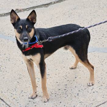 Crawdad -  German Shepherd Dog Dog for Adoption in Harrison, New York - Crawdad | PetCurious