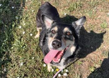 MEENA -  Australian Kelpie and Mixed Breed Dog for Adoption in Colorado Springs, Colorado - MEENA | PetCurious