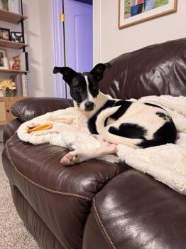 Domino -  Cattle Dog Dog for Adoption in Millcreek, Utah - Domino | PetCurious