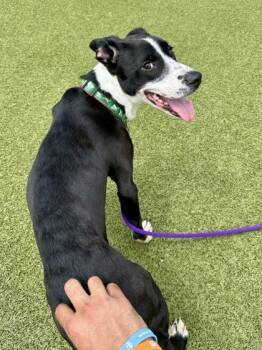 Pinecone -  Mixed Breed Dog for Adoption in Wichita, Kansas - Pinecone | PetCurious