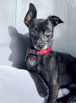 Courage -  Chihuahua Dog for Adoption in Eugene, Oregon - Courage | PetCurious