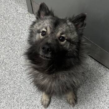 Keeshond Dogs Available for Adoption in Grand Rapids, Michigan - Eagle | PetCurious