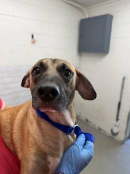 PARMESAN -  Pit Bull Terrier and Mixed Breed Dog for Adoption in San Bernardino, California - PARMESAN | PetCurious