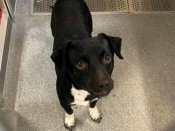 Chihuahua and Dachshund Dogs Available for Adoption in Tustin, California - RICKY | PetCurious