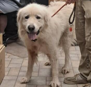 Hunter -  Great Pyrenees Dog for Adoption in Hollister, Missouri - Hunter | PetCurious