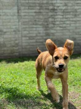 Terrier Dogs Available for Adoption in Colleyville, Texas - Hazel | PetCurious