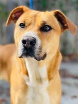Pit Bull Terrier and Labrador Retriever Dogs Available for Adoption in Naperville, Illinois - Pebbles | PetCurious