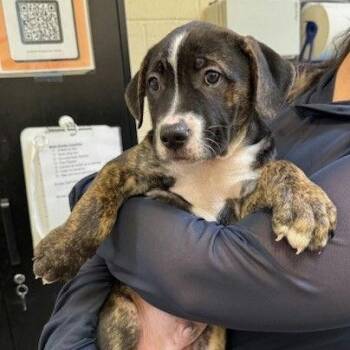 Mastiff and Pit Bull Terrier Dogs Available for Adoption - Sheldon | PetCurious