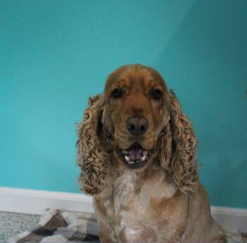 Frodo -  English Cocker Spaniel Dog for Adoption in Hutchinson, Minnesota - Frodo | PetCurious